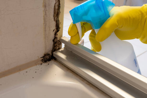 Professional Mold Removal in Kent, OH