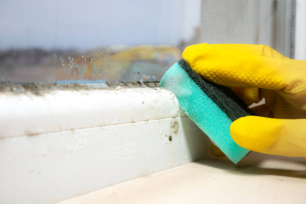 Best Toxic Mold Removal  in Kent, OH