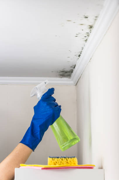 Best Local Mold Removal Service  in Kent, OH